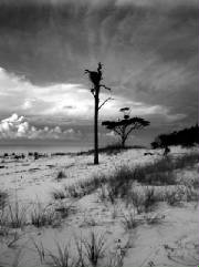 "Approaching Storm" by Steve White