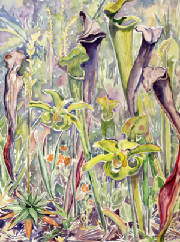 Mary Anderson Pickard